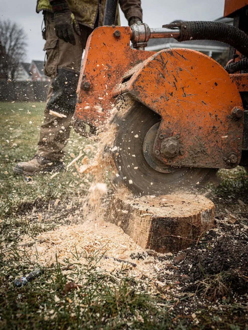 Stump grinder grinding a tree stump into wood chips