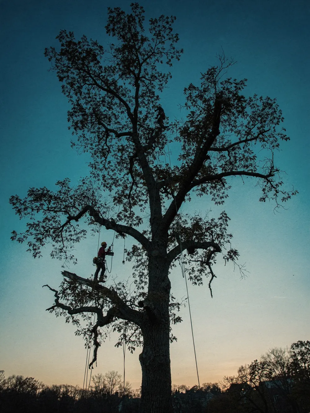 Arborist performing careful crown reduction near the top of a tall tree