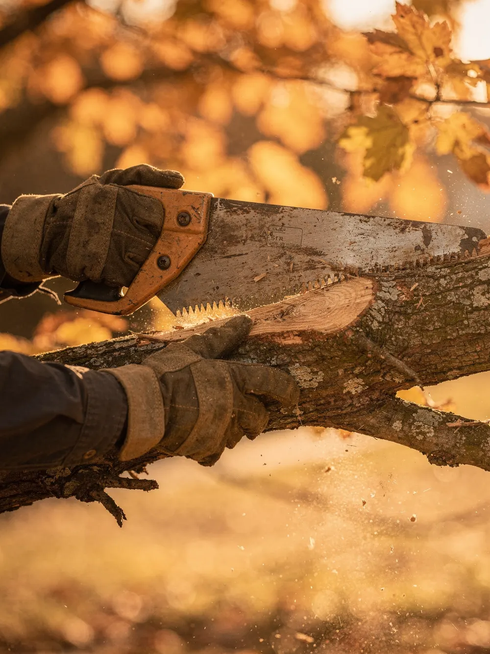 Tree climber pruning branches high in a green canopy